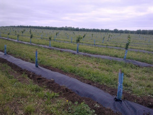 Agrotextil Antiburuieni, 1.5 x 100 m, Negru