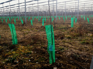 Plase protectie pomisori verde INOVECO, Verde, diametru 14cm