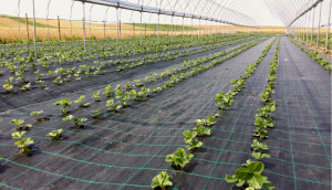 Folie Agrotextil Antiburuieni, 2 x100 m, Negru