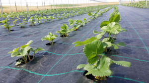 Agrotextil Antiburuieni, Latime 1m, Lungime 100m, Negru