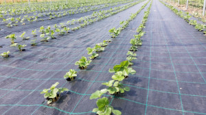 Agrotextil Antiburuieni, Latime 3 m, Lungime 100m, Negru