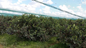 Plasa de protectie impotriva pasarilor 6 x 100 m, Verde