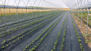 Agrotextil Antiburuieni, 1 m x 100 m, Negru