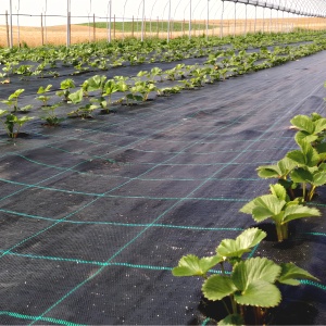 Agrotextil Antiburuieni, 3 m x 100 m, Negru | Black Friday - Img 4
