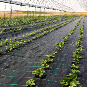 Agrotextil Antiburuieni, 4.2 x 100m, Negru