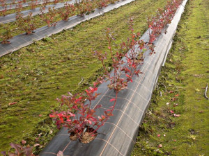 Agrotextil Antiburuieni, folie mulcire