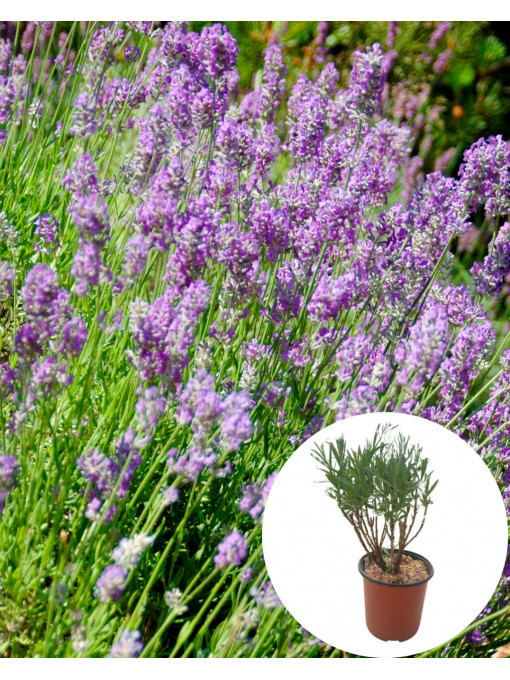 Lavanda in ghiveci 10 - 15 cm