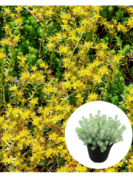 Iarbă de soaldina (Sedum reflexum)