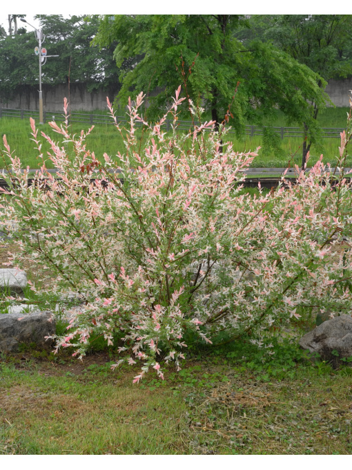 Salcie japoneza Hakuro Nishiki (Salix Integra)