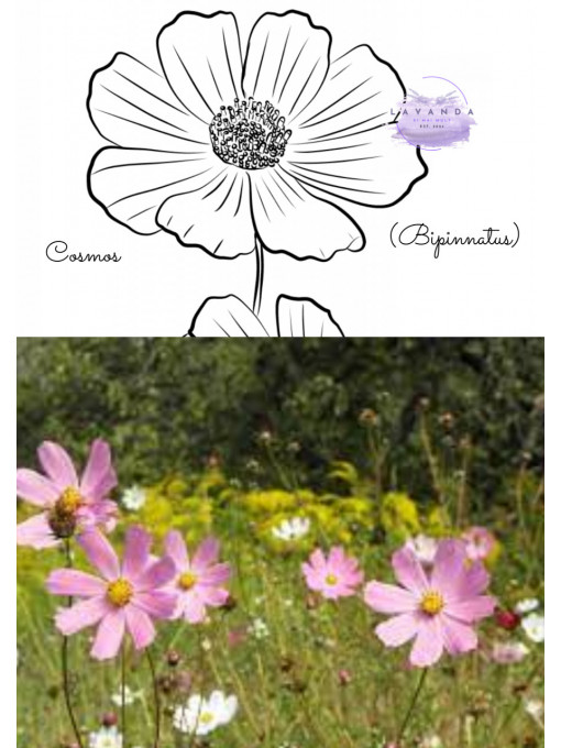 Cosmos- fisa de colorat