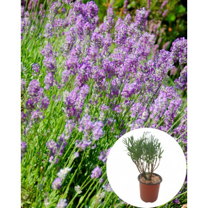 Lavanda in ghiveci 10 - 15 cm - Img 1