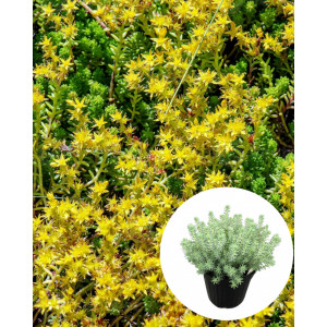 Iarbă de soaldina (Sedum reflexum) - Img 1