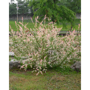 Salcie japoneza Hakuro Nishiki (Salix Integra) - Img 1