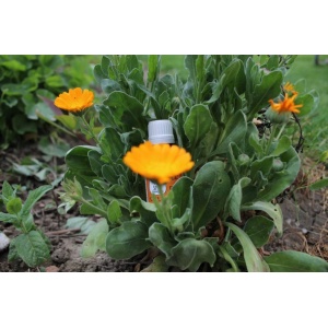 Ulei de Gălbenele Macerat 30ml - Img 2