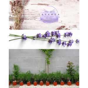 Lavanda in ghiveci 21 - 25 cm - Img 2