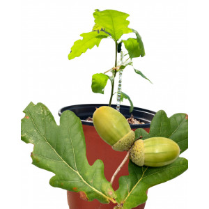 Stejar Quercus Robur, ghiveci 2L, H 15-35 cm - Img 2