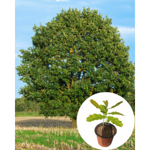 Stejar Quercus Robur, ghiveci 2L, H 15-35 cm - Img 1