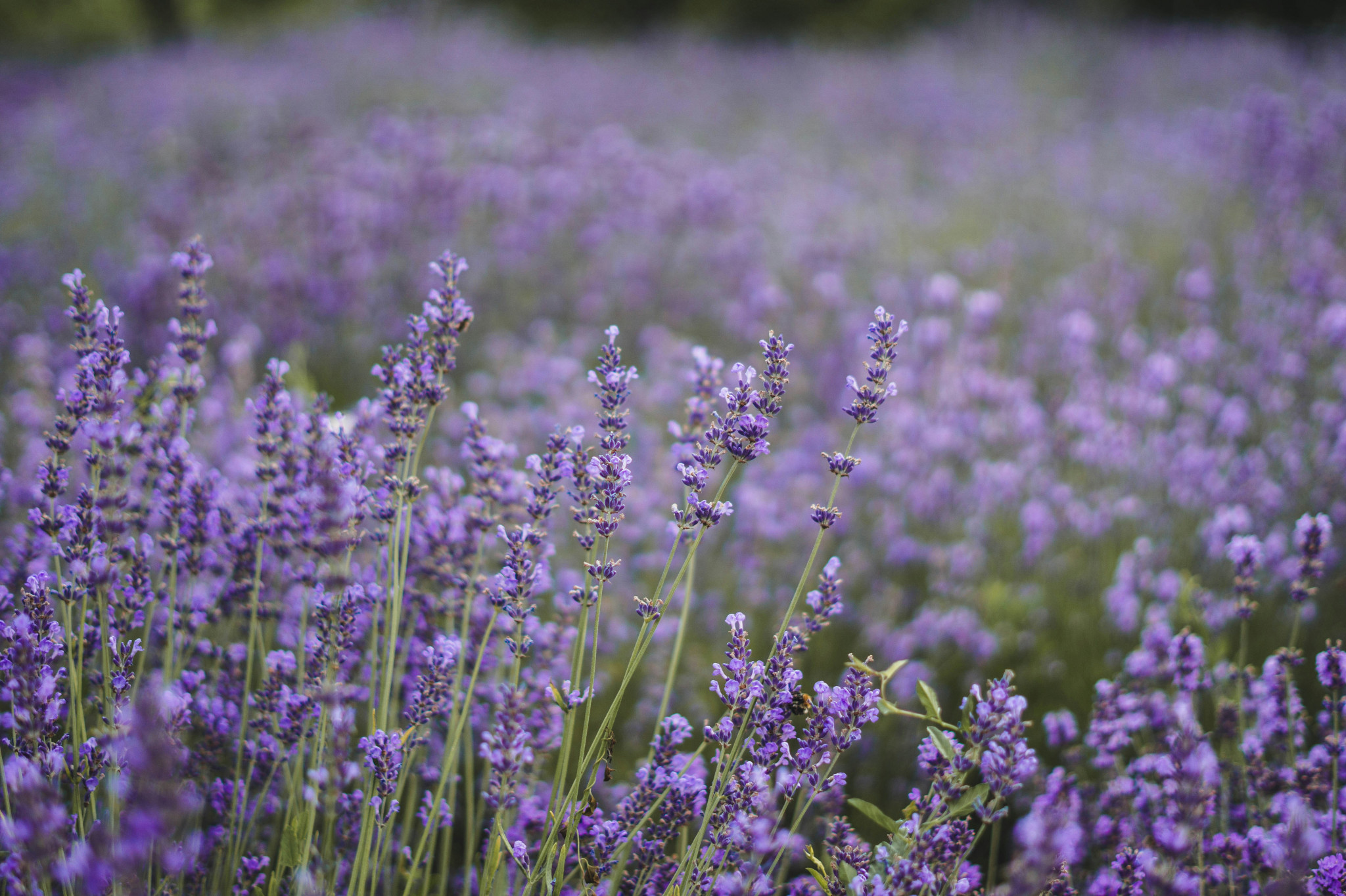 Produse cu Lavanda