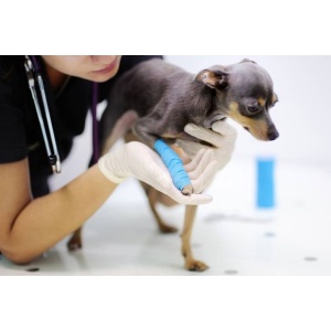Heel Traumeel LT Uz Veterinar 5 fiole Caini Pisici Porci Vite Cai Oi Capre Coxartoza, Hernie de Disc, Dureri articulare - Img 3