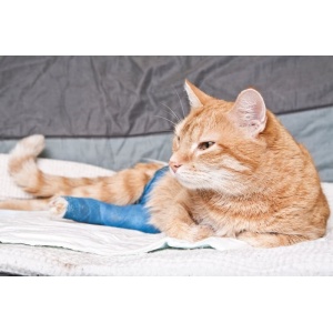 Heel Traumeel LT Uz Veterinar 5 fiole Caini Pisici Porci Vite Cai Oi Capre Coxartoza, Hernie de Disc, Dureri articulare - Img 6