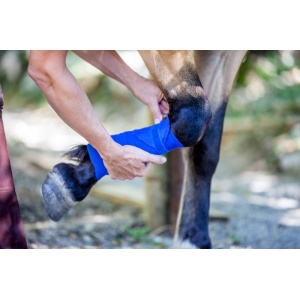Heel Traumeel LT Uz Veterinar 5 fiole Caini Pisici Porci Vite Cai Oi Capre Coxartoza, Hernie de Disc, Dureri articulare - Img 7