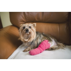 Heel ZEEL Uz Veterinar 5 fiole Caini Pisici Cai Coxartroza Hernie Disc Dureri Articulatii - Img 3