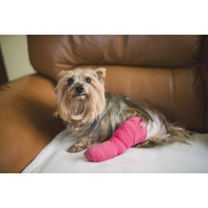 Heel ZEEL Uz Veterinar 5 fiole Caini Pisici Cai Coxartroza Hernie Disc Dureri Articulatii - Img 3