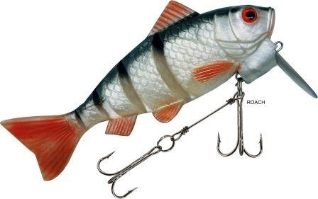 RAPTURE DANCER PERCH LIVE TAIL ROACH