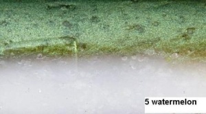 Rapture Xciter Grub - Watermelon/ Pearl 7.5 cm/10 bc - Img 2