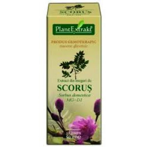 Extract din muguri de Scorus