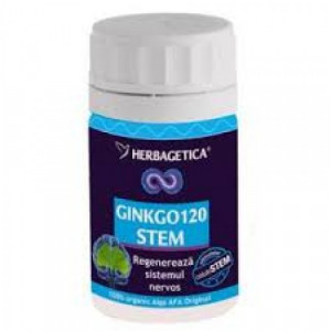 Ginkgo Stem