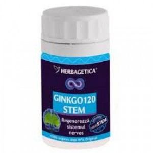 Ginkgo Stem