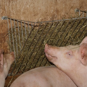 Cerc de hrana Kerbl 32705, 40 mm, zincat, pentru porci
