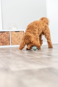 Jucarie pentru caini TRIXIE Snackball din cauciuc, verde, 6 cm - Img 2