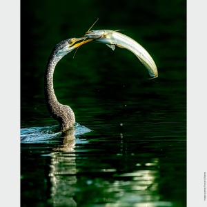 Obiectiv Telefoto Sony SEL200600G, 200-600mm, F5.6-6.3, E-Mount, ideal pentru sport si wildlife - Img 9