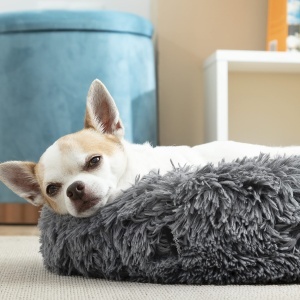 Pat pentru animale InnovaGoods Anti-Stress, 40 cm, design modern, material Oxford - Img 8