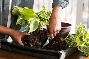 Set unelte pentru ingrijirea plantelor Fiskars Urban Plant Care, 3 piese, otel inoxidabil, oliv - Img 8