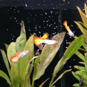 Fulgi de hrana pentru Guppys JBL PRONOVO GUPPY FLAKES, 250 ml, pentru pesti de 3-10 cm - Img 2