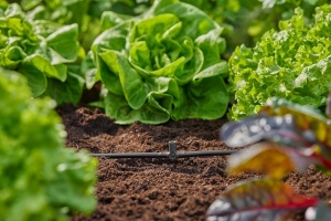 T-Scurgere Gardena Micro-Drip-System 4,6 mm, 5 bucati, fixare sprayers - Img 6