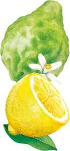 Deodorant Natural WELEDA Bio 24h Stick Citrus Bergamotte, 50g - Img 3