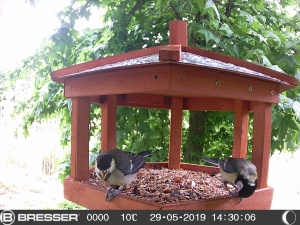 Camera pentru Pasari si Animalute Bresser SFC-1, Full HD, Infrarosu, Senzaor de Miscare - Img 5