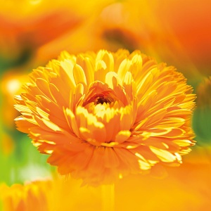 Crema pentru bebelusi WELEDA Bio Calendula 30ml - ingrijire naturala pentru fata si corp - Img 7