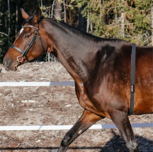 Curea pentru cai Polar Equine H10, 118-162 cm, material textil moale - Img 2