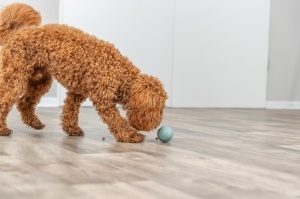 Jucarie pentru caini TRIXIE Snackball din cauciuc, verde, 6 cm - Img 3