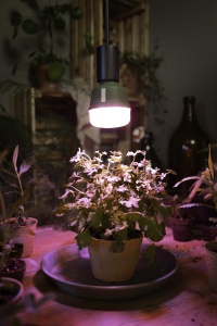 Lampa LED pentru plante Osram Star Grow T80, 20W, E27, lumina alba - Img 4