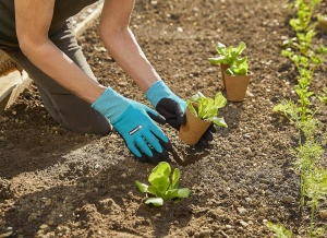 Manusi de Gradinarit Gardena 8M, Nitril, Rezistente la Apa, Touch pentru Smartphone - Img 6