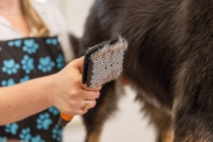 Perie auto-curatare Wahl pentru animale de companie sensibile, cu maner ergonomic - Img 8
