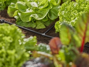 Gardena Micro-Drip-System T-Stuck 13211-20 Set 10 bucati Instalare flexibila si reutilizabila - Img 6
