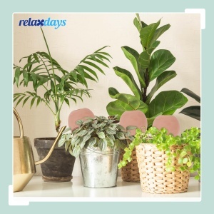 Set 6 Ghiulele de Udat Relaxdays pentru Plante de Interior si Exterior, 11.5 x 6 cm, Terracotta - Img 5