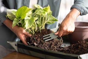 Set unelte pentru ingrijirea plantelor Fiskars Urban Plant Care, 3 piese, otel inoxidabil, oliv - Img 6